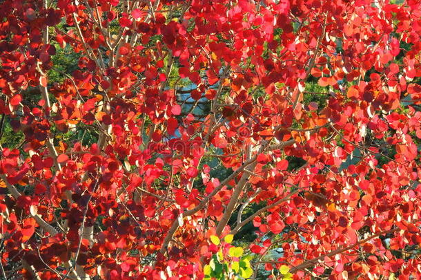 秋天的叶子和树枝，季节：秋天