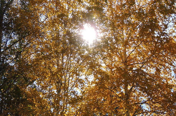 秋天黄叶和嫩枝，季节：秋天