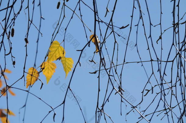 秋天黄叶和嫩枝，季节：秋天