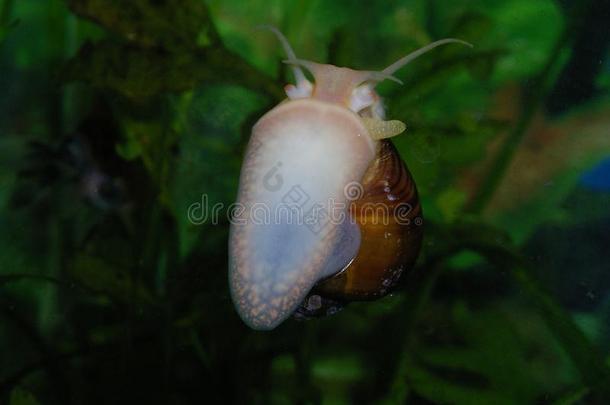 藻类沿着水族馆清洁爬行