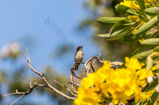 树上的鸟(朱红色背的啄<strong>花鸟</strong>