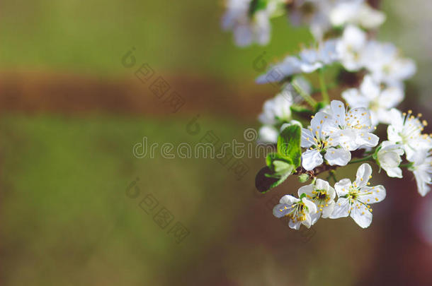 春天开着白色樱花的树枝