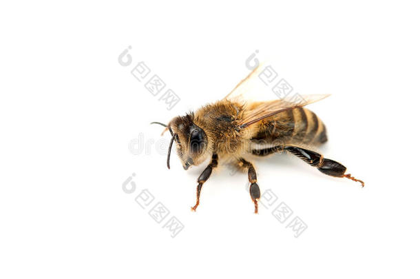 蜜蜂隔离