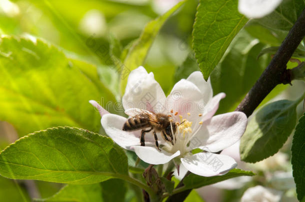 蜜蜂采集白樱桃花蜜和花粉，背景上有绿叶和阳光。 春<strong>日主题</strong>