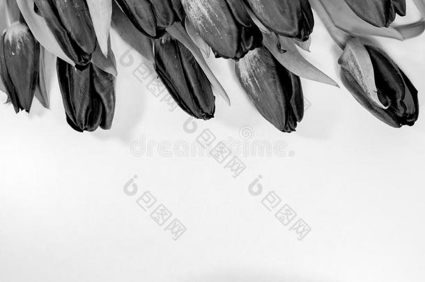 白色背景上分离的黑色郁金香-春天的花柱卡