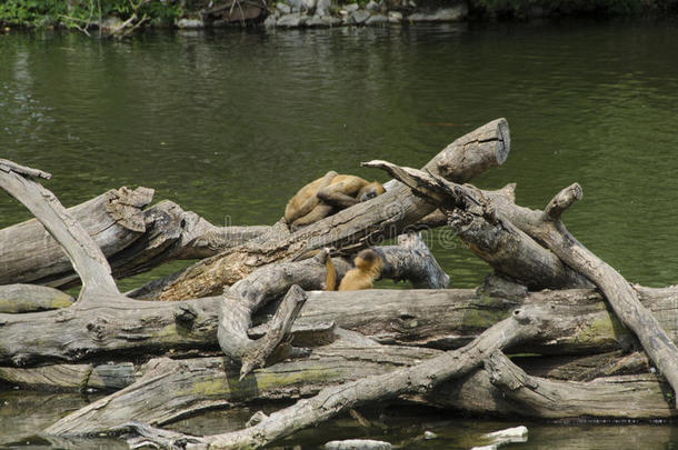 海狸大坝上有猴子在木头上。