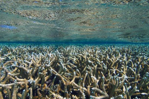 轴孔珊瑚顶孔类珊瑚虫安的列斯群岛蓝色