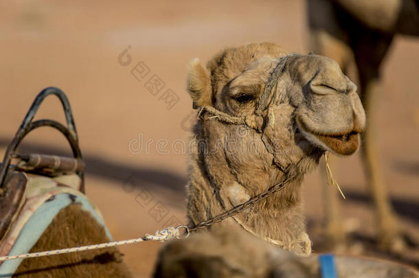 沙漠里的骆驼。