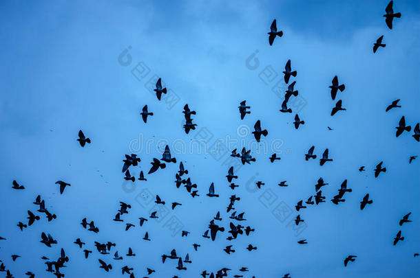 深蓝色天空背景上的一群鸟