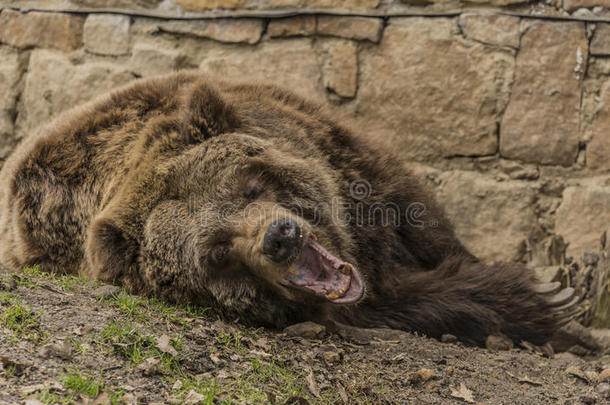 春天，熊灰熊在动物园in在春天