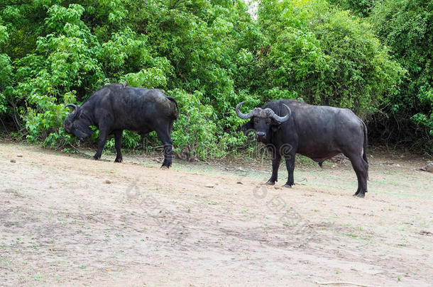 非洲水牛群在他们的栖息地寻找食物