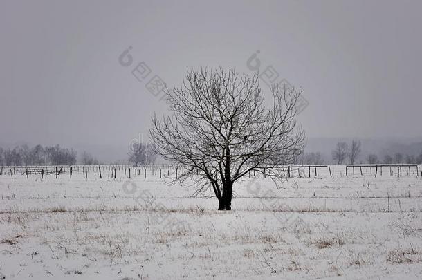 冬天美丽的孤独树。
