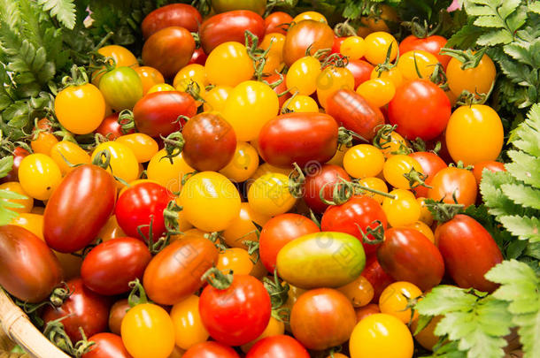 五颜六色的西红柿，红色的西红柿，黄色的西红柿，红色和黄色