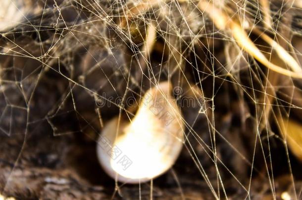 蜘蛛网后面蜗牛的美丽图片