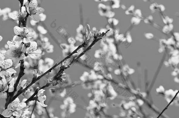 美丽的油<strong>桃花树</strong>在春天盛开在黑白相间