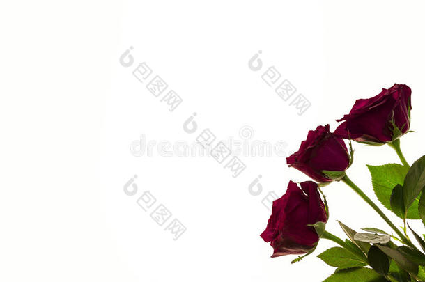 花束中美丽的玫瑰，婚礼卡片的<strong>背景</strong>，<strong>生日贺卡</strong>。