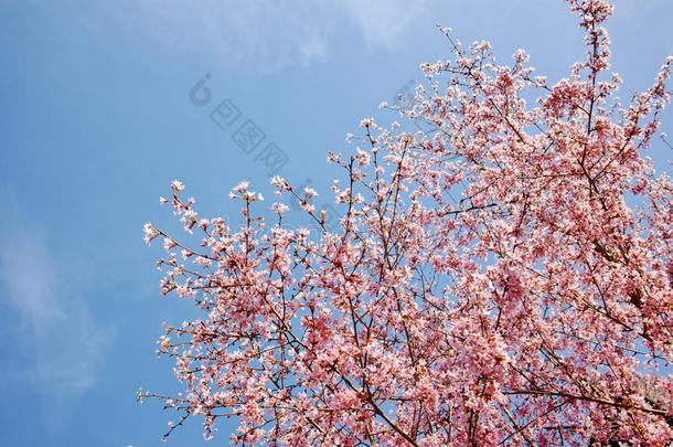 四月背景美女开花蓝色