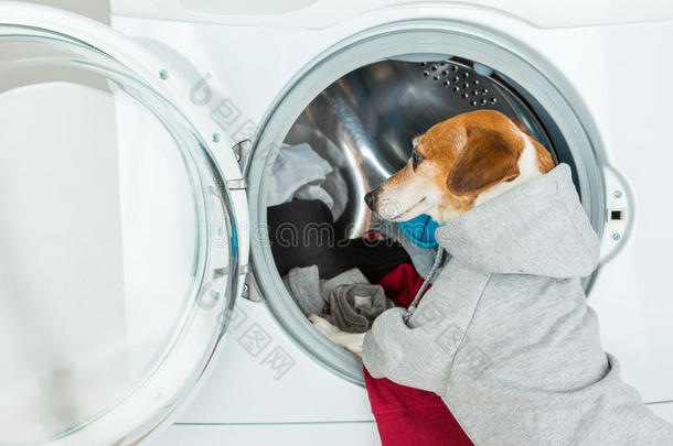 灰色连帽衫狗的特写把衣服放到洗衣机里。