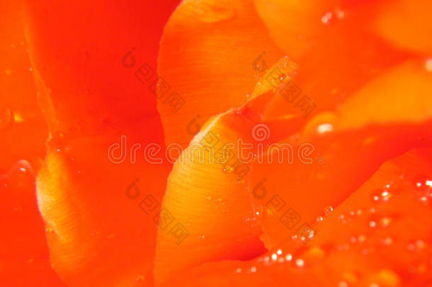 郁金香花瓣和闪亮的水滴的背景