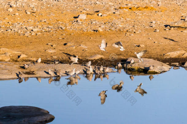 一群海角海龟-在伊托沙国家公园的水洞