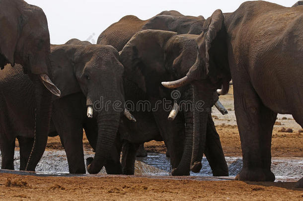 非洲大象家族在一个水洞里