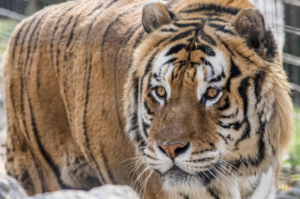 野生的老虎动物野生动物猫