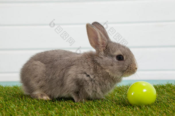 绿色复活节彩蛋和复活节兔子坐在草地上