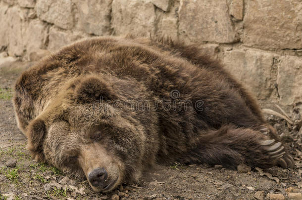 春天，熊灰熊在动物园in在春天