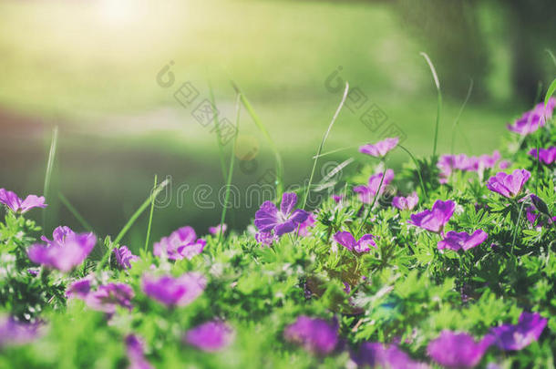 田野背景的花铃。 春天的风景