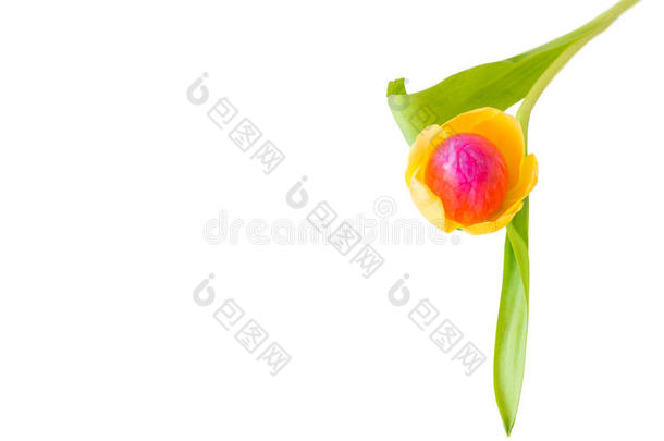 郁金香花中的复活节彩蛋