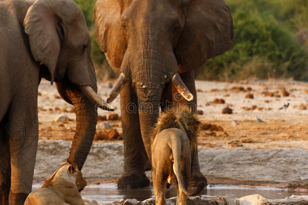大象在水坑里和狮子<strong>对峙</strong>
