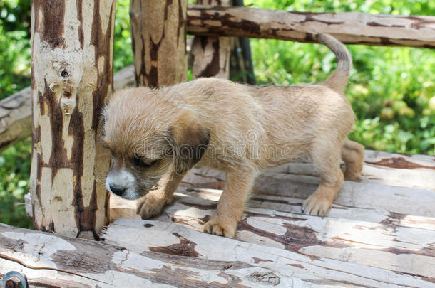 一只小米色的狗站在长凳上