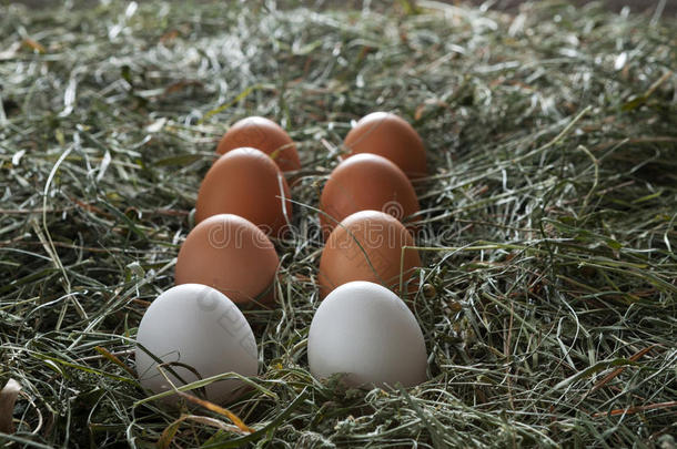 干草上的新鲜鸡褐蛋，生态农业背景