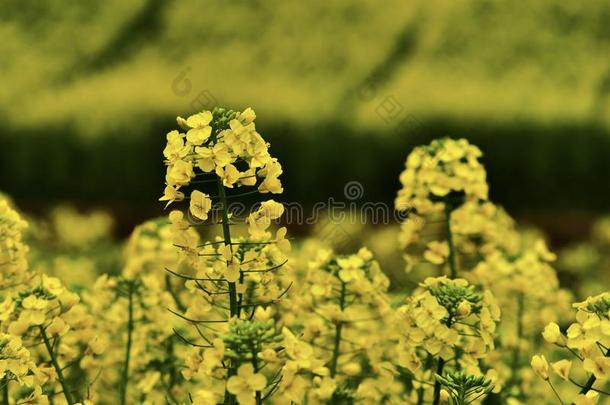 美丽的风景春天黄色的rapeflowers