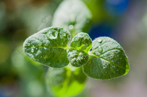 水滴，露珠在嫩绿的叶子上，抽象的背景，