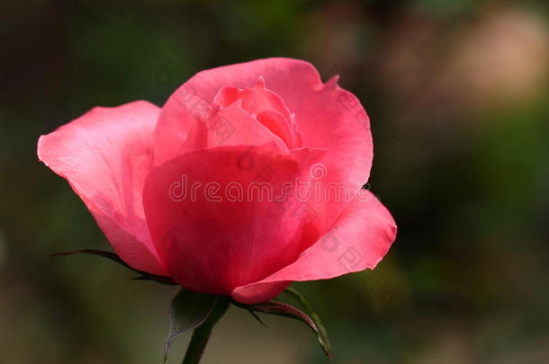 花园里美丽的玫瑰花，索诺拉