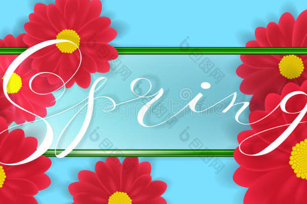 白色背景上的非洲菊或雏菊花和绿色边框上的<strong>春天字</strong>。 矢量插图