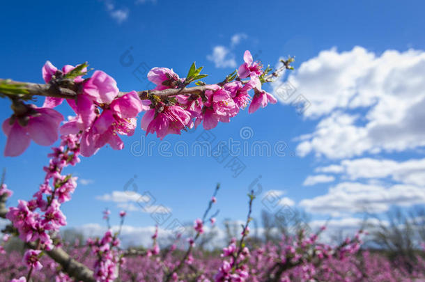 春天桃花盛开