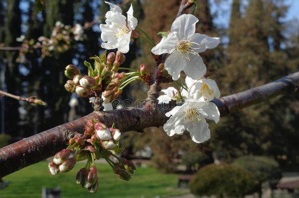 <strong>樱花枝</strong>