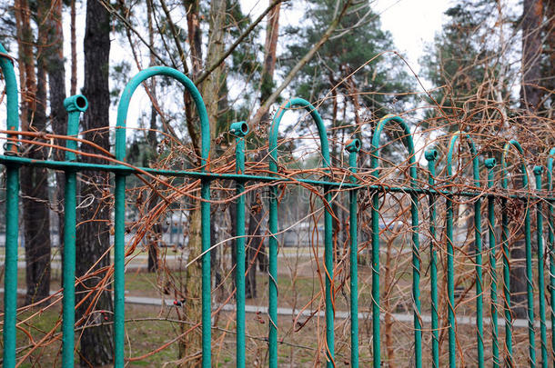 旧篱笆。 装饰铁栅栏的图片。 金属栅栏关闭。