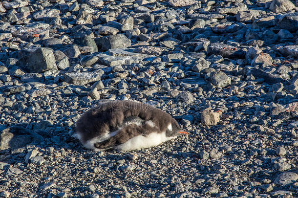 可爱的企鹅小鸡睡在岩石上，南雪地