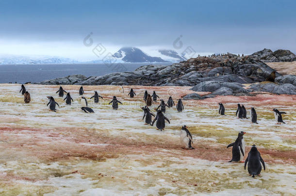金杜企鹅去游泳，在彼得曼岛