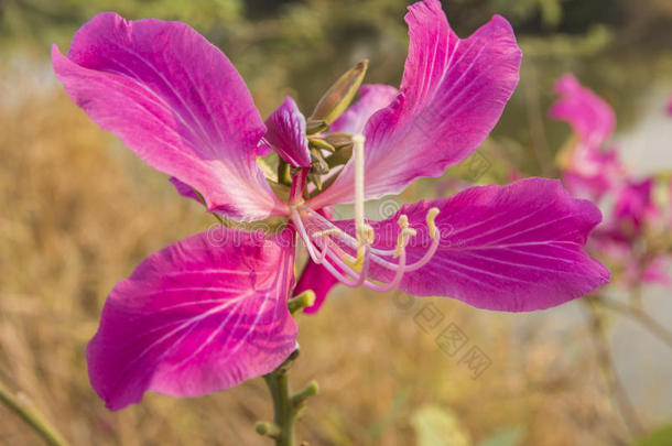 特写粉红花