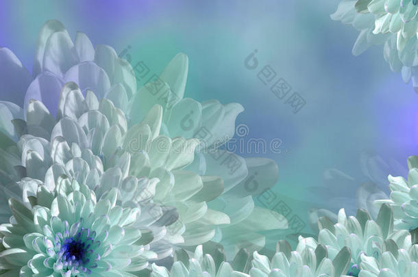 花在模糊的绿松石-<strong>蓝</strong>色<strong>背景</strong>博克。 青花菊。 花拼贴。 花的组成。