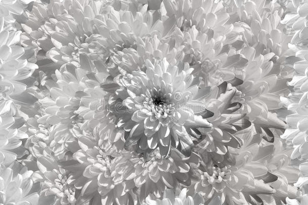 花在灰白色背景花瓣菊花上。 白花菊花。 花拼贴。 花的组成。