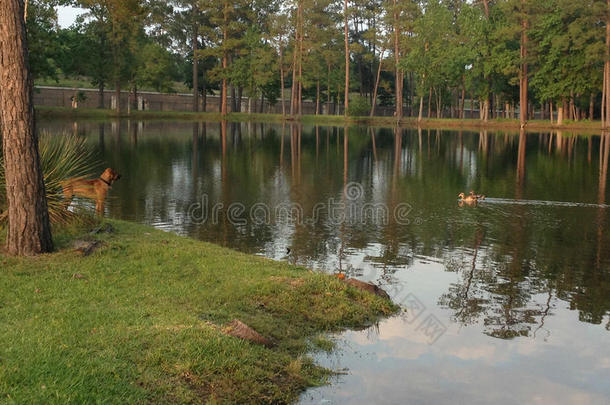 湖边小屋