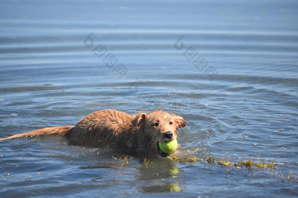 鸭子<strong>鸣叫</strong>猎犬带着网球游泳