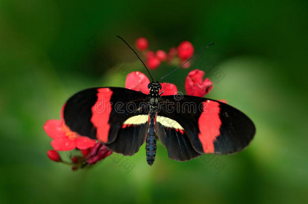 蝴蝶螺旋，在自然<strong>栖息地</strong>。 绿色森林中哥斯达黎加的好昆虫。 蝴蝶坐在左边