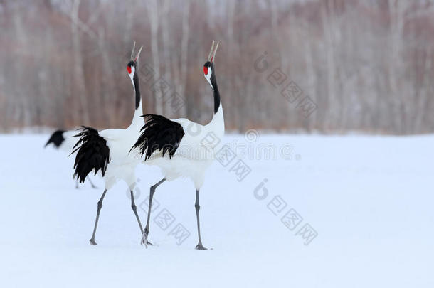 舞蹈双丹顶鹤与开放的翅膀飞行，与雪风暴，北海道，日本。 鸟在飞，冬天的场景与雪。