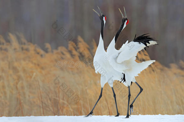 鸟类在自然草地栖息地的行为。 舞蹈双丹顶鹤在飞行中<strong>张开翅膀</strong>，与暴风雪，北海道，